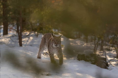 One young male Eurasian lynx, (Lynx lynx), walking over a snow covered forest ground in early