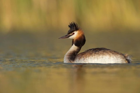Great Crested Grebe (Podiceps cristatus), North Rhine-Westphalia, Germany