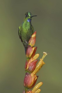 Green-crowned Brilliant (Heliodoxa jacula), Ecuador