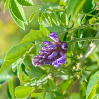 American blue rain (Wisteria frutescens 'Longwood Purple'), Hohenheim Experimental Station, Germany