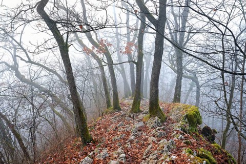 Trees surrounded by moss-covered, distinctive limestone formation, Lägerngrat, Baden, Canton