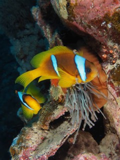 Red sea anemonefish (Amphiprion bicinctus)