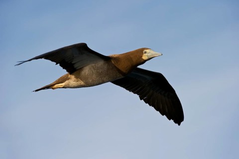 Brown Booby (Sula leucogaster) flying, Eilat, Israel