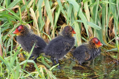 Eurasian Coot, Coot Rail, (Fulica atra), chick in the reeds, Dümmer, Lake Dümmer, Ochsenmoor, Hüde,