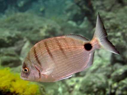 White bream (Diplodus sargus)