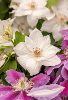Clematis (Clematis 'Mrs George Jackman'), Plantarium 2016, Netherlands