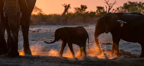 African elephant (Loxodonta africana) with young, sunset, Savuti, Chobe National Park, Botswana