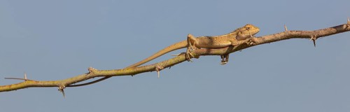 Oriental garden lizard (Calotes versicolor), Oriental garden lizard, Agame, Reptile, Reptiles,