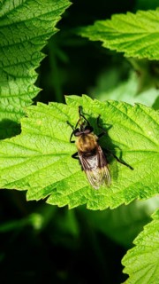 Close-up of a bumblebee hoverfly (Volucella bombylans) on a light-green leaf in its natural