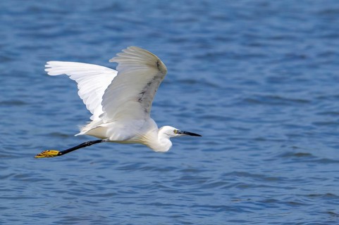Little egret (Egretta garzetta) flying over water along the North Sea coast in summer