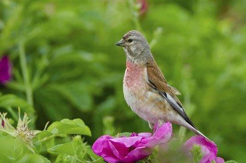 Common Linnet (Linaria cannabina) male, Schleswig-Holstein, Germany