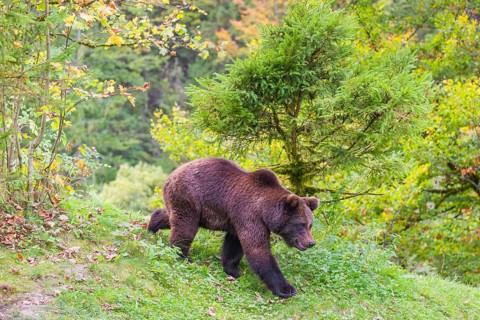 A young male Eurasian brown bear (Ursus arctos arctos) walks across a meadow