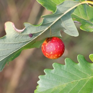 Common oak gall wasp (Cynips quercusfolii) on a leaf of an English oak, Wilnsdorf, North