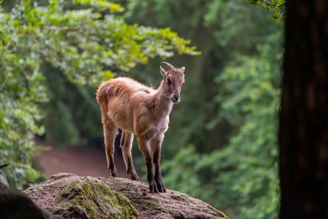 A female Himalayan tahr (Hemitragus jemlahicus) stands on a rock. A dense forest is in the