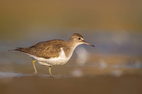 Common Sandpiper (Actitis hypoleucos), North Rhine-Westphalia, Germany