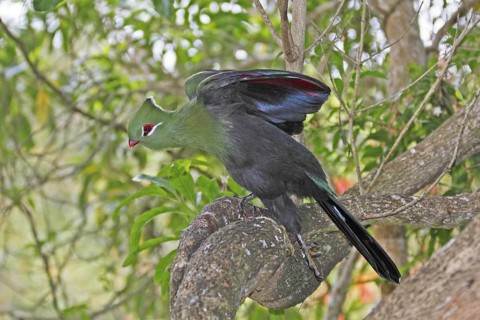 Knysna Turaco (Tauraco corythaix), Western Cape, South Africa