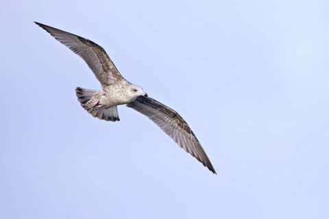 European Herring Gull (Larus argentatus) juvenile flying, Netherlands