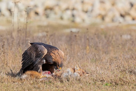 One golden eagle (Aquila chrysaetos) sitting in bright sunlight on a meadow, feeding on a dead fox