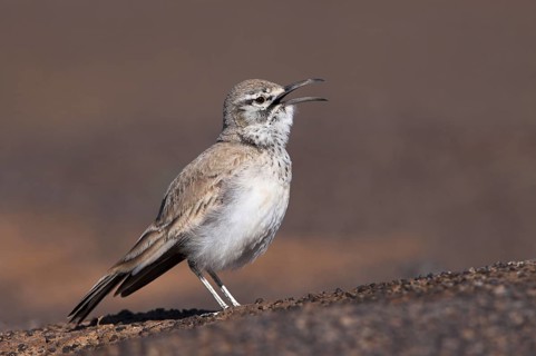 Greater Hoopoe-Lark (Alaemon alaudipes) singing, Morocco