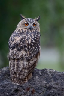 Eurasian Eagle-Owl (Bubo bubo) perched on a stone, North Rhine-Westphalia, Germany