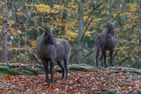 Two young male Himalayan Tahr (Hemitragus jemlahicus) standing in a forest. Green and yellow forest
