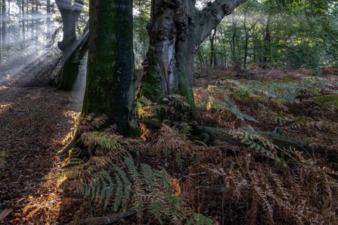 Light in beech forest (Fagus sylvatica) with bracken fern (Pteridium aquilinum), Emsland, Lower