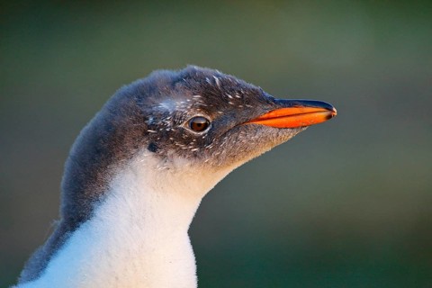 Young penguin portrait. Detailed portrait of Gentoo penguin, Pygoscelis papua, with orange bill.