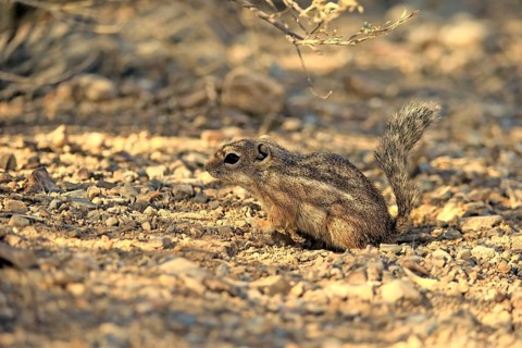 Antelope gopher, (Ammospermophilus harrisii), adult, on tree, foraging, Sonoran Desert, Arizona,