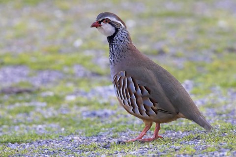 Red-legged Partridge (Alectoris rufa), Extremadura, Spain