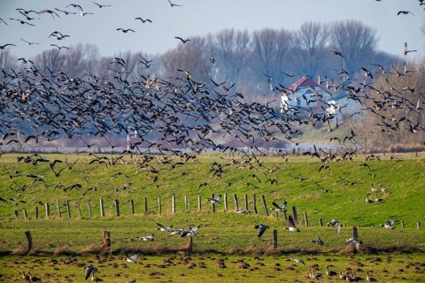 Bislicher Insel, nature reserve on the Rhine, Altrheinarm, near Xanten, Lower Rhine, Wesel