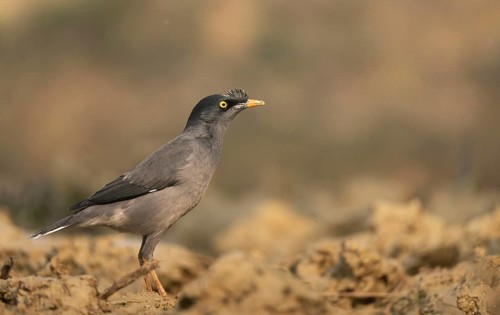 A jungle myna (Acridotheres fuscus) stands on the ground against a blurred background, Sreepur,