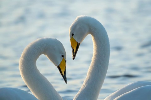 Whooper swan (Cygnus cygnus) two adult birds performing their courtship love display on a lake,