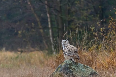 One Siberian Eagle Owl (Bubo bubo sibiricus) sitting on a rock between tall reed grass lakeshore on