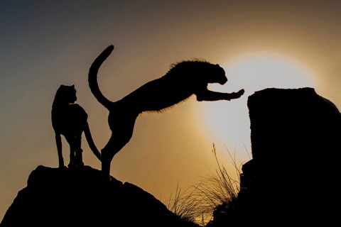 Cheetah (Acinonyx jubatus) two adults silhouette in sunset, Castile-La Mancha, Spain