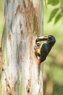Collared Aracari (Pteroglossus torquatus) perched on a branch in Costa Rica