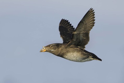 Rhinoceros Auklet (Cerorhinca monocerata), British Columbia, Canada