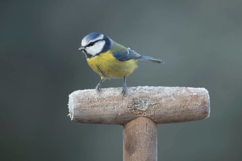 Blue tit (Cyanistes caeruleus) adult garden bird on a frost covered fork handle in winter, England,