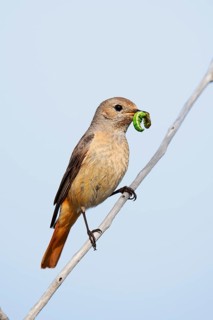 Redstart (Phoenicurus phoenicurus), a female perched on a branch with caterpillars in her beak,