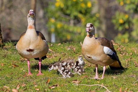 Nile goose, (Alopochen aegyptiacus), animals, birds, geese, pair with goslings, goslings, chicks,