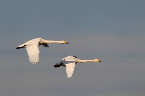 Whooper swan (Cygnus cygnus) two adult swans birds flying, England, United Kingdom