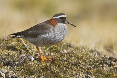 Diademed Plover (Phegornis mitchellii), Marcapomacocha, Peru