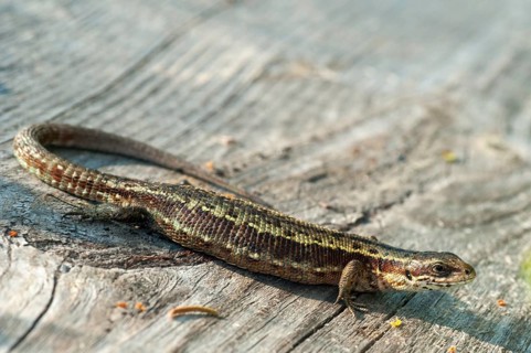 Mountain lizard, Finland, Lacerta vivipara, bog lizard, viviparous lizard, zootoca, common lizard,