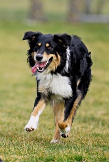 Mixed breed dog between Border Collie and Australian Shepherd jumps across meadow, Switzerland
