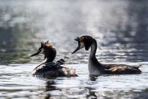 Great Crested Grebe (Podiceps Scalloped ribbonfish) with juveniles, Emsland, Lower Saxony, Germany
