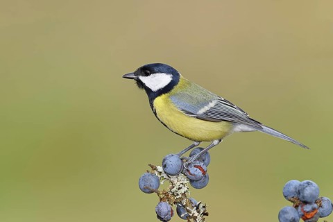 Great tit (Parus major), sitting on a branch in a blackthorn bush, (Prunus spinosa), sloes, with