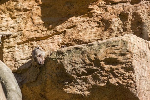 A Tayra (Eira barbara) rests on a ledge
