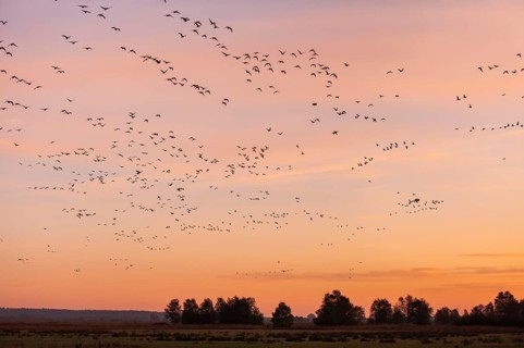 Taiga Bean Goose & Greater White-fronted Goose (Anser fabalis & Anser albifrons) huge flock flying,