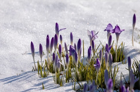 Crocuses (Crocus) in the snow, Palatinate, Rhineland-Palatinate, Germany