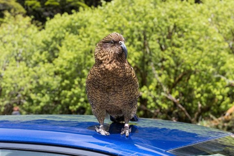 A Kea sits on a car roof. Milford Road, Fiordland National Park, Southland Region, South Island,
