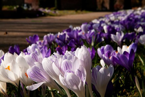 Crocuses, spring crocuses, crocus field, carpet of flowers, spring saffron, iris family, Backemoor,